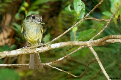 MOSQUETA CORONA PARDA (Leptopogon amaurocephalus) - Governador Celso Ramos - BRASIL (Enero 2024)